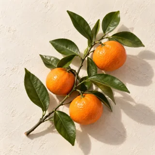 Editorial illustration of a separate citrus branch